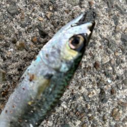 ジグサビキ　29