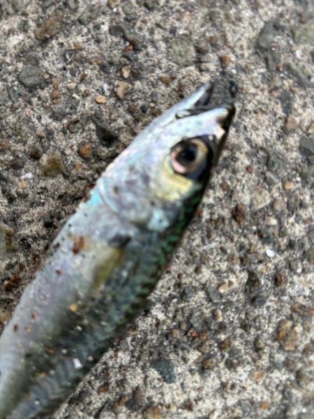 ジグサビキ　29