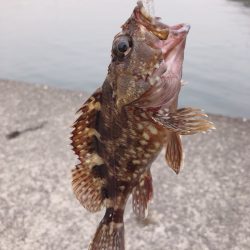 台風一過のエギング