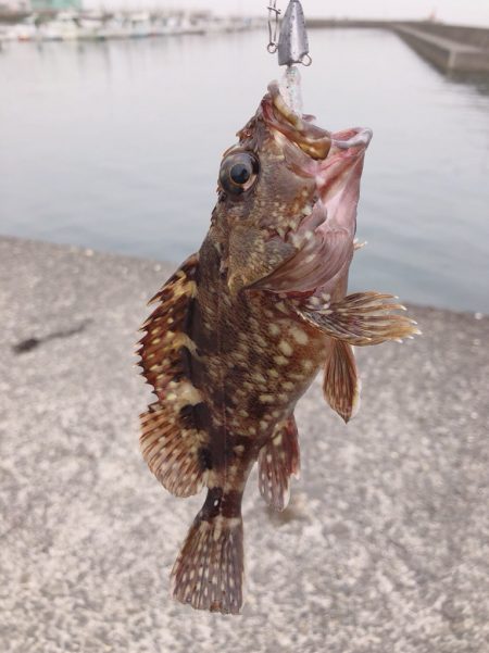台風一過のエギング