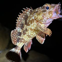 南大阪フロートゲーム