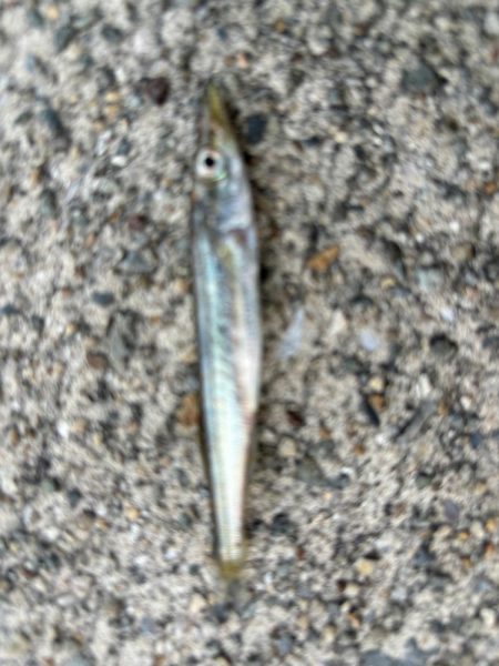 ジグサビキ　33