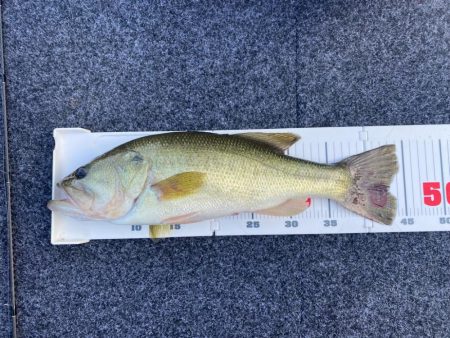 1日ボート釣行！