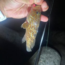 ツライトゲーム