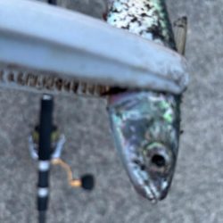 ジグサビキ　31