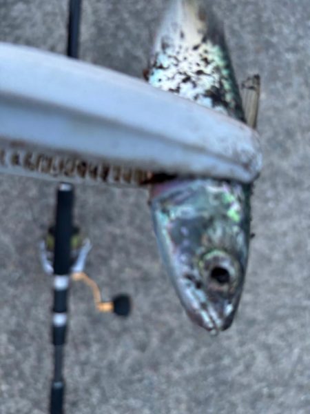 ジグサビキ　31