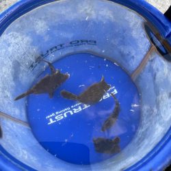 安定のアジ釣り