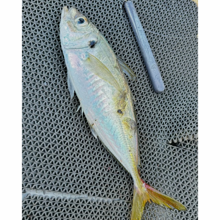 魚種多彩/落とし込み