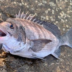 チニング歴2年目で