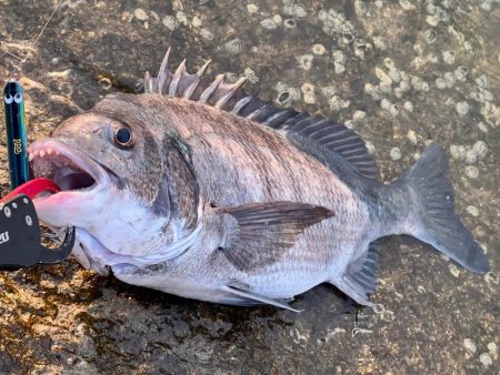 チニング歴2年目で