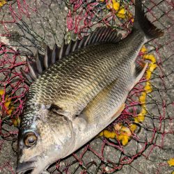 ヘチってきました