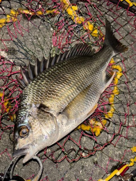 ヘチってきました