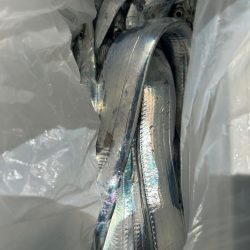 今年初の船タチウオで自己最高！