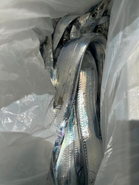 今年初の船タチウオで自己最高！