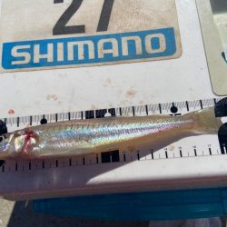 夏バテのシロギスタ