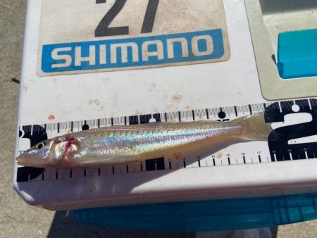 夏バテのシロギスタ