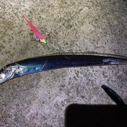 淡路タチウオ釣り