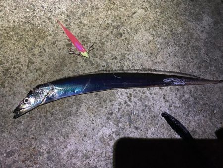 淡路タチウオ釣り