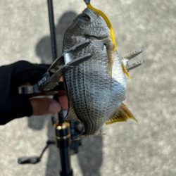 アジングがギビング