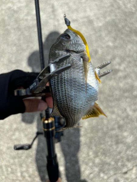 アジングがギビング