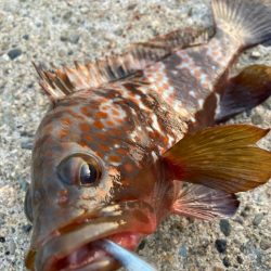 【タコフィネス】アコウ3+ ガシラ複数 + タコ2