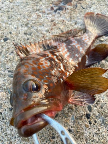 【タコフィネス】アコウ3+ ガシラ複数 + タコ2