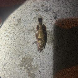 ガシラ時々タコ