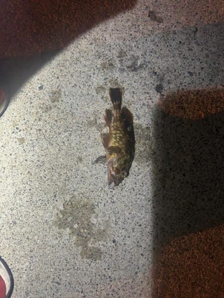 ガシラ時々タコ