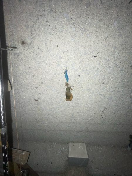 まだ早いですね〜‼️