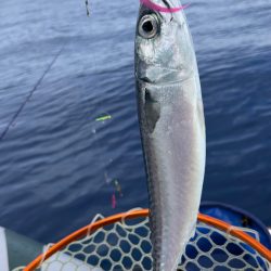 マイボートで残暑のアマダイ釣行！