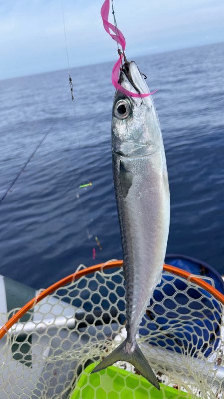 マイボートで残暑のアマダイ釣行！