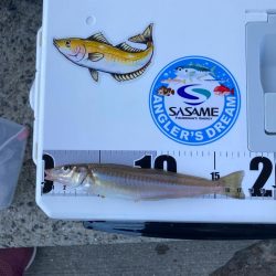 シロギス釣り！