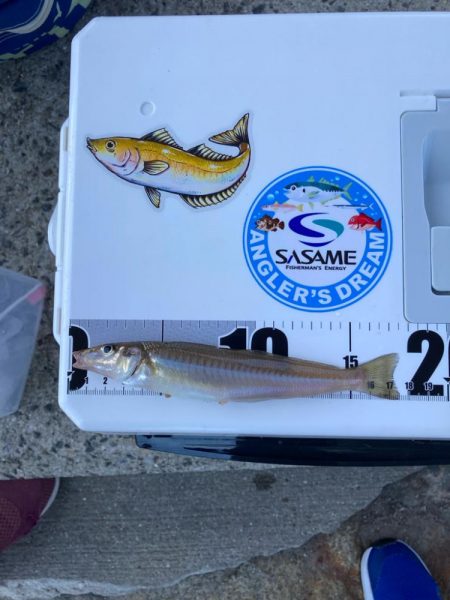 シロギス釣り！