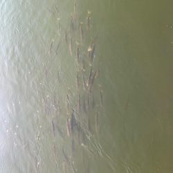 青物はまだでした。