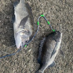 チヌはまだいます。