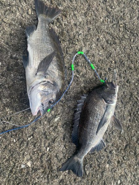 チヌはまだいます。