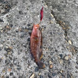 ホームのアオリ調査