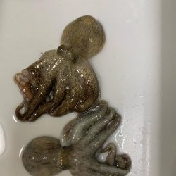 初めてのタコ釣り