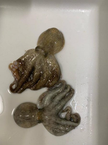 初めてのタコ釣り