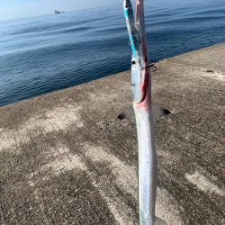 今日は渋めチヌトップ