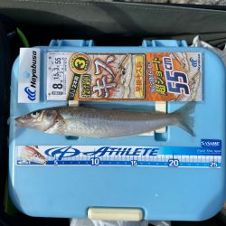 ちょい投げキス釣り