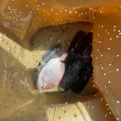 遠投サビキ　鯛二連掛けえ