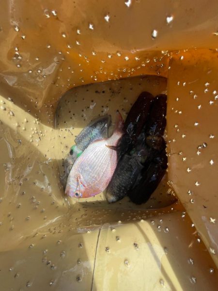 遠投サビキ　鯛二連掛けえ