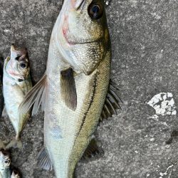 エビ撒きで20センチアジ釣れてます