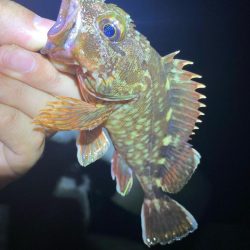 魔界の激安ジグヘッドの貫通は良き