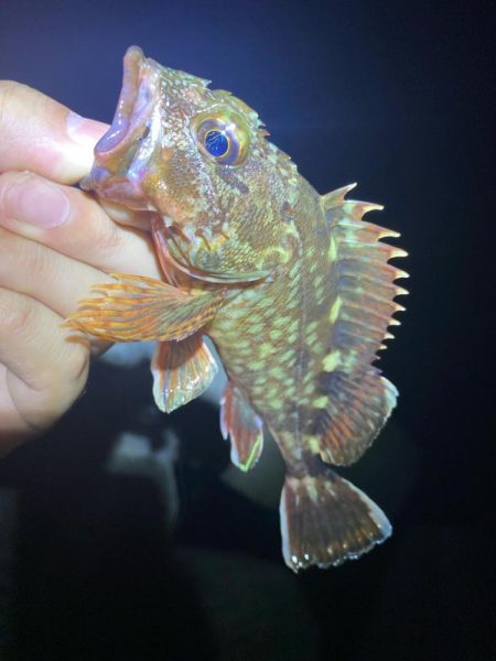 魔界の激安ジグヘッドの貫通は良き