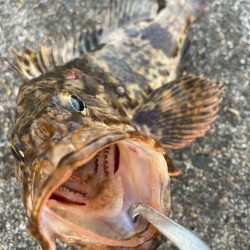 【タコフィネス】アコウ2 + ベッコウゾイ1 + ガシラ複数 + タコ2