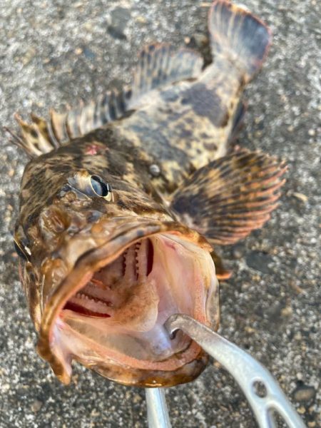 【タコフィネス】アコウ2 + ベッコウゾイ1 + ガシラ複数 + タコ2