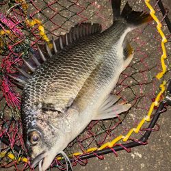 ヘチってきました