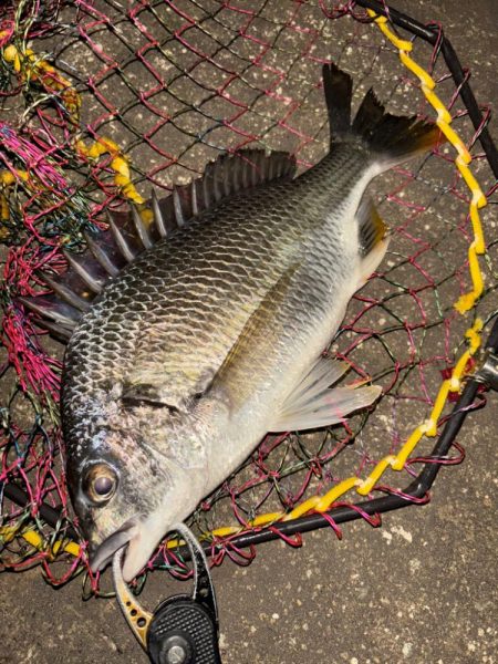 ヘチってきました